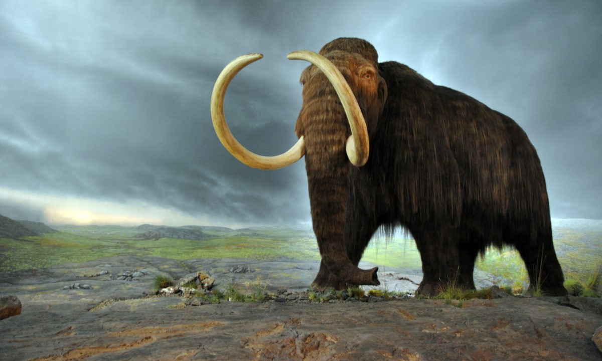 Large mamut