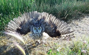 Small mlada hutina