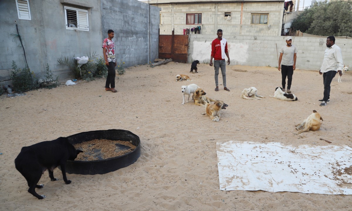 Large gaza zoo