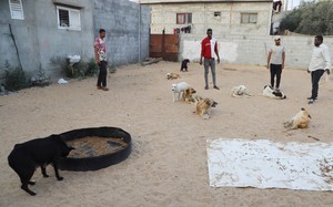 Small gaza zoo