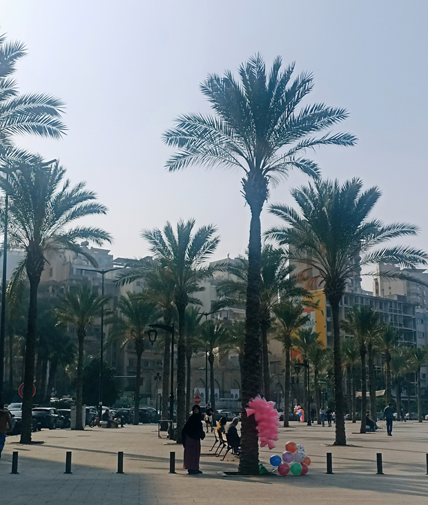 Ružičasto propupale palme uz šetnicu (Foto: Ivana Perić)