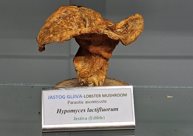 Jastog gljiva – Lobster mushroom(Foto: Privatna arhiva)