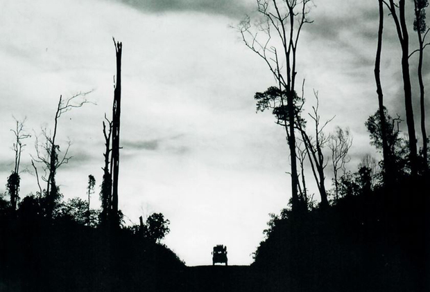 Sablasti strše u nebo: ostaci karboniziranog drveća na putu prema sjeveru (Foto: Đorđe Ličina)